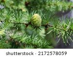 Small photo of Bright green young cones on the branch of European larch. Closeup of opening bud of Larix Decidua. Female cone. Natural beauty of elegant larch tree twig. Soft focus. Seasonal wallpaper for design