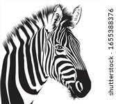 Zebra Animal Illustration ...