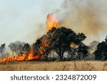 A tree devoured by flames. Forest fire affecting the city with roads and risk for cars with people inside Murderous fire. Fine art of a forest burn Problem with climate change Hot Hawaii Greece Brasil