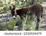 Beautiful brown donkey. Stubborn animal donkey