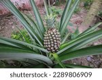 Unripe Green Pineapple Fruit...