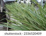 Small photo of Flora. Closeup view of a Dianella tasmanica Variegata also known as Tasmanian Flax Lily, beautiful yellow and green leaves, growing as ornamental fence in the garden.