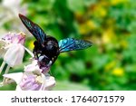 The carpenter bee sucking honey from crown flowers.
