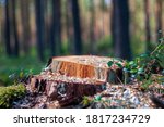 Pedestal from a Tree Stump on a Blurred Forest Background. Product Showcase with Copy Space.