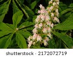 Beautiful inflorescences of blooming chestnut tree and green leaves in urban gardening, public park. Beautiful flowering pink and white flowers of Horse-chestnut (Aesculus hippocastanum, Conker tree).
