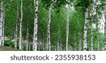 Small photo of Background of white birch tree trunks. Panoramic frame. Young birch with black and white birch bark in summer in birch grove against background of other birches.