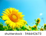 Sunflowers  Japan. Field Of...