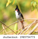 Small photo of The Red-whiskered Bulbul is a sprightly, songbird that likes hilly forests to urban gardens, scrubland, outskirts of the city, and even human’s habituated areas.
