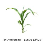 Young Maize Plant Isolated