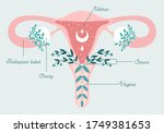 healthy female reproductive... | Shutterstock .eps vector #1749381653
