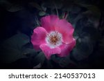 Close Up Wild Rose Hips Bush In ...