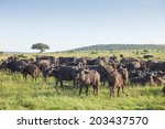 Herd of buffaloes in National Park Masai Mara, Kenya.