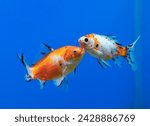 Family of shubunkin goldfish ...