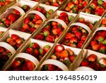 Many Fresh Red Strawberries In...