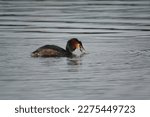 Small photo of great crested grebe (Podiceps cristatus) after successful fishing foray