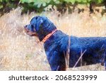 Young Male Rottweiler With A...