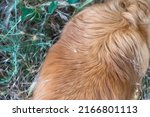 Small photo of Dried spike of mouse barley in the red hair of a long-haired dog. Hordeum murinum spikelets can get stuck in the pet's fur, paws, ears, and other parts of the body. Top view