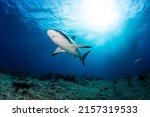 Small photo of Diving with great sharks in the Bahamas. Tiger Shark , Lemon Shark and grey reef shark. Sometimes with a hammerhead Shark