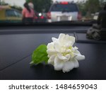 Small photo of White Jasmine put on black car console. Odoriferous in car.