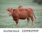 Brown Cow In A Pasture Looks...
