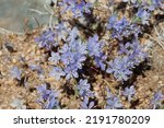Blue flowering terminal determinate cymose head inflorescences of Eriastrum Sapphirinum, Polemoniaceae, native annual monoclinous herb in the Western Mojave Desert, Springtime.