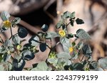 Small photo of Yellow flowering axillary determinate exiguous cyme inflorescences of Physalis Crassifolia, Solanaceae, native perennial monoclinous deciduous subshrub in the Borrego Valley Desert, Autumn.