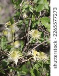 Small photo of White flowering axillary determinate monoclinous exiguous cyme inflorescences of Clematis Lasiantha, Ranunculaceae, native perennial andromonoecious viny shrub in the Santa Monica Mountains, Winter.