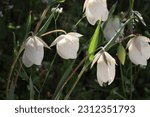 Small photo of White Globe Lily, Calochortus Albus, displaying springtime blooms in the San Rafael Mountains, a native perennial monoclinous herb with exiguous cyme inflorescences.