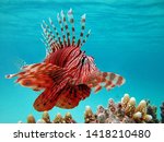 Fish lion  lionfish warrior ...