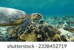 Small photo of Hawksbill sea turtle (CR species) Hawksbill Turtle - Eretmochelys imbricata. Sea turtles .