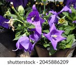 Small photo of Purple platycodon popstar blue flowers planted in pots