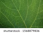 Background texture green leaf...