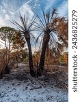 Small photo of Palm trees, forest after prescribed fire. Florida wildlife. Honeymoon Island State Park. Prescribed fire ensures ecosystem health, cuts wildfire risk, and restores fire-dependent ecosystems