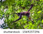 A Spider Monkey Forages For...