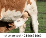 Small photo of Calf drink milk from udder close up, cow suckle calf