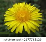 Small photo of In this photo you can see an amazing Taraxacum Officinal, also know as Dandelion