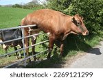 Dairy cow stuck on gate. Another cow looks on.