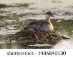 Small photo of Red Necked grebe seating on a Nest in elk national Park