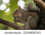 Small photo of Wild Squirrel Chomping on a Nut in a Tree