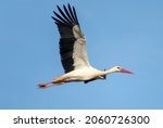 close up shot of white stork ... | Shutterstock . vector #2060726300