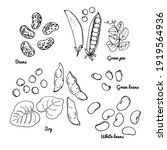 legumes. vector drawing of food.... | Shutterstock .eps vector #1919564936