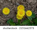 Yellow Coltsfoot  Tussilago...