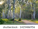 YABBA CREEK, QUEENSLAND, AUSTRALIA: Bluegum flat, an endangered ecosystem in south-east Queensland, with Forest Red Gum or Queensland Blue Gum growing on a fertile creek flat, sites largely cleared.