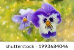 Purple And White Pansy Flowers. ...