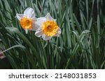White Daffodils With A Large...