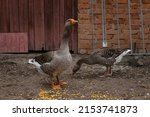 A Pair Of Gray Geese In A Rural ...