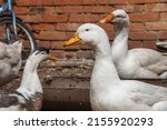 A Domestic Waterfowl White Duck ...