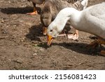 Domestic geese. goose farm....