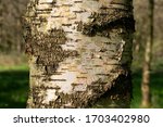 Alder Tree Alnus Glutinosa In...