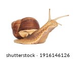 Grape snail isolated on a white background. Helix pomatia, burgundy snail, Roman snail, edible snail, escargot
